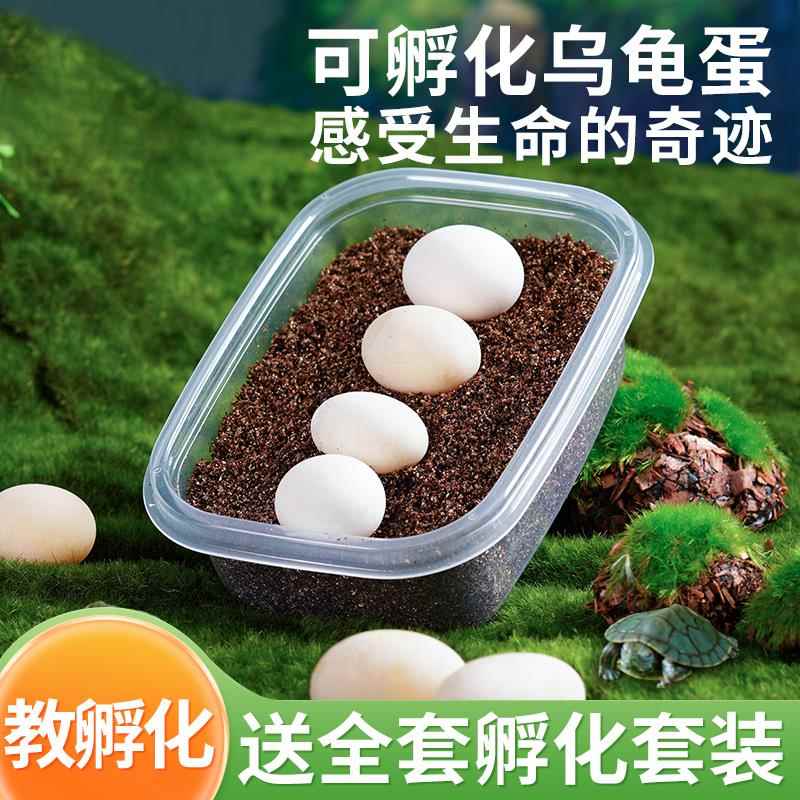 乌龟蛋可孵化乌龟活物宠物龟小墨龟小动物草龟适合家养女孩的龟蛋