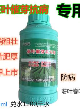 茶叶壮苗速催芽采不尽抗病抗寒叶片肥厚茶捎粗壮嫩绿芽头增多叶面