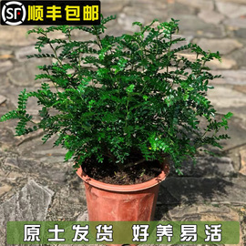 清香木盆栽驱蚊虫除异味植物四季常青室内净化空气吸甲醛花卉绿植