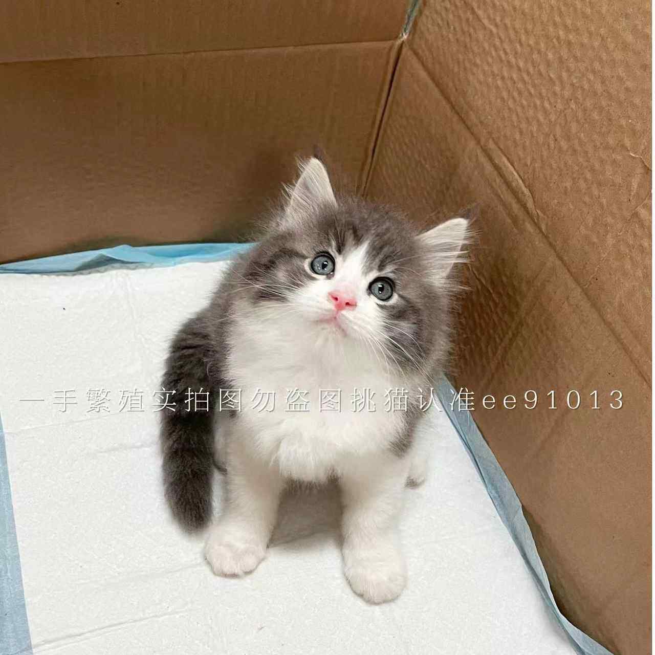 蓝虎斑加白长毛猫英短端午色高地长毛宠物猫虎斑猫蓝金渐层猫活物