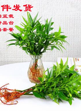 水室培植你水物袖养珍迷椰子水生绿色栽盆花办公热绿桌植带卉内