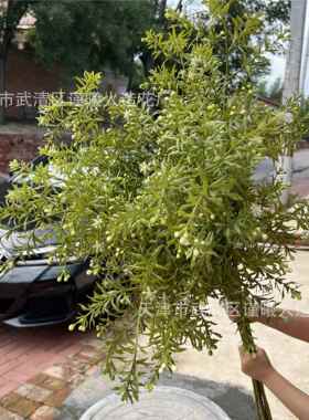 厂婚家仿真花九里香婚0729庆礼道具色吊顶家居装饰绿摆件绿布植景