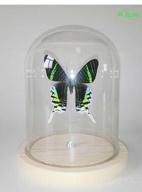 正品真蝴蝶标本 昆虫标本蝴蝶DIY特色创七夕妇女节意礼 品 立摆体