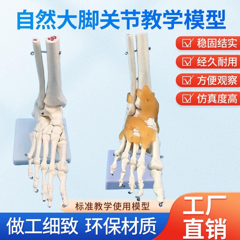 脚关节 踝关节模型足骨模型人体脚骨足模型 骨骼 教学医学 可活动