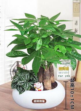【发财树组合盆栽】冰水花室内盆栽30~40CM好养活客厅办公室桌面