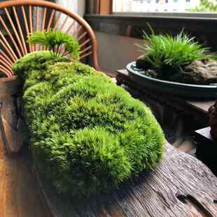 短绒苔藓微景观青苔白发藓鲜活大灰藓盆景铺面假山水陆缸造景植物