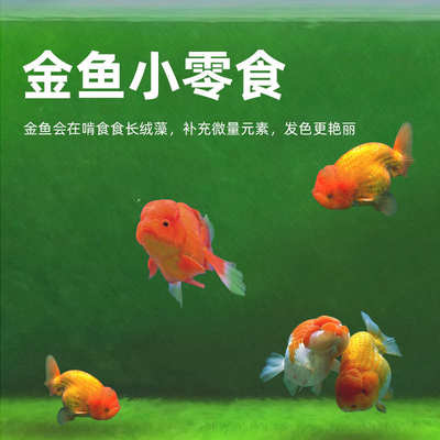兰寿长绒藻短绒藻种原生藻鱼缸爆藻绿藻金鱼饲料绿苔种鱼缸造景