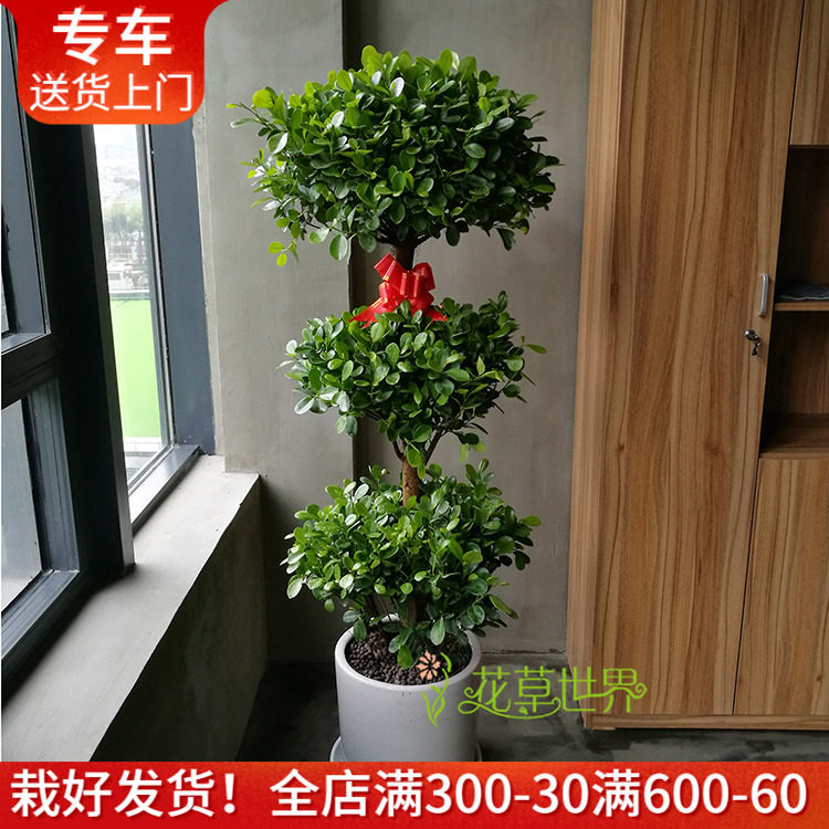 1.7米金钱榕盆栽 多头榕树大型观叶植物 喜光绿植客厅阳台办公