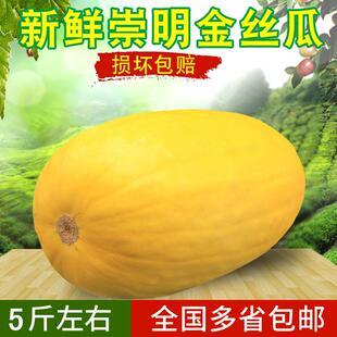 崇明岛新鲜金丝绞瓜搅瓜凉拌天然海蜇丝鱼翅瓜时令瓜角瓜茭瓜金瓜