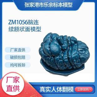 供应ZM1056脑连续额状面模型生物教学模型可拆卸脑连续额状面