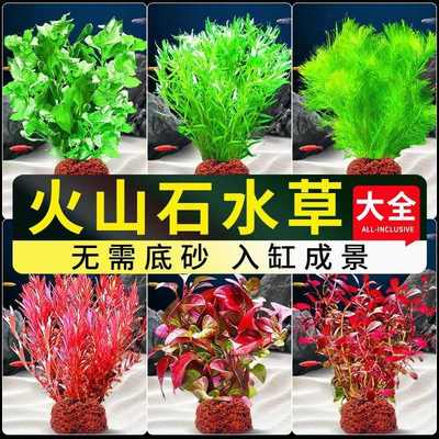 水草植物专用鱼缸造景摆件水培植物蜈蚣增氧火山石全套小鱼缸水草