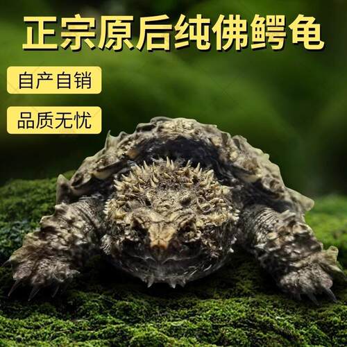 原种爆刺纯佛鳄苗佛罗里达拟鳄龟活体宠物观赏凶猛小乌龟黑佛