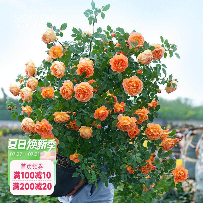 海蒂的花园月季花苗玫瑰花树苗木本花卉盆栽秋冬耐寒阳台庭院植物