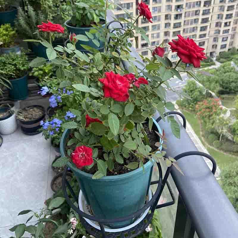 超宽特大号花架阳台栏杆花盆架悬挂铁艺护栏月季绿盆栽家用置物架