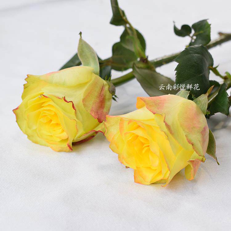【迷醉玫瑰】昆明基地 迷醉玫瑰鲜花 AB级玫瑰鲜切花 20支/扎