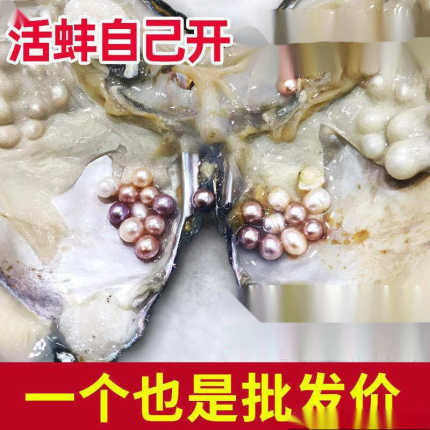 开河蚌蚌珠取珠蚌打珠多蚌壳活自己单真空批发珍珍珠鲜活淡水