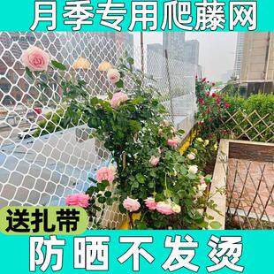 蔷薇爬藤网网塑料白色网架藤蔓植物月季墙面攀爬支架室内花架牵引