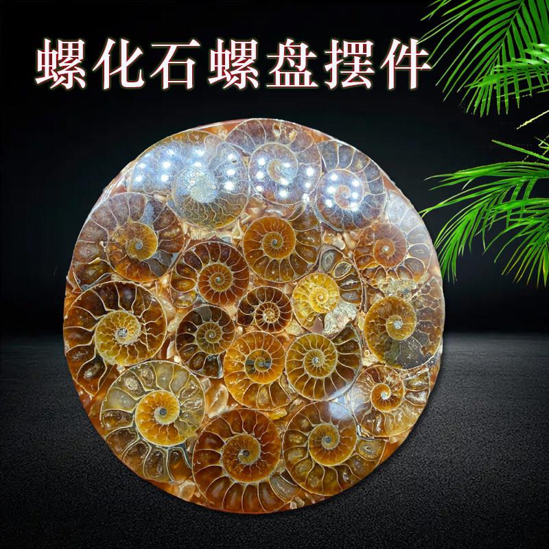 马达加斯加玉化菊石螺盘 天然菊石家居办公招财转运摆件 送支架