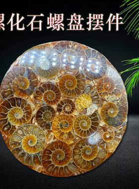 天然马达加斯切片菊石玉化螺盘观赏收藏招财转运螺家居办公摆件