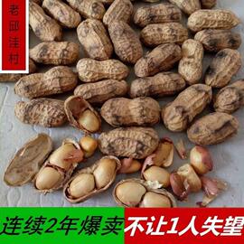 原味炒花生 带壳 铁锅炒熟新小花生小白沙果散装