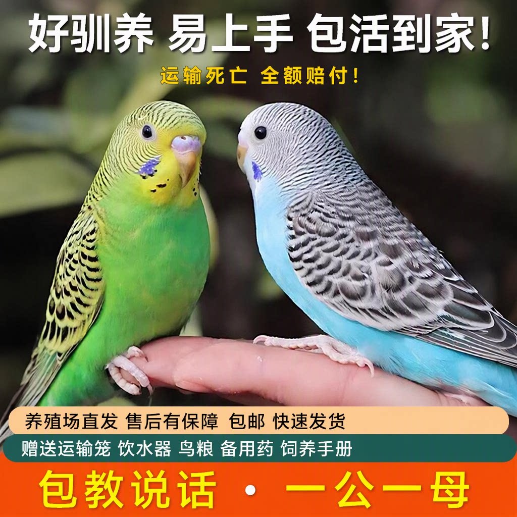 鹦鹉活鸟虎皮鹦鹉一公一母