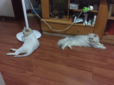 实力对比科沃斯DN620+和DG800哪个好，配置区别在哪里？