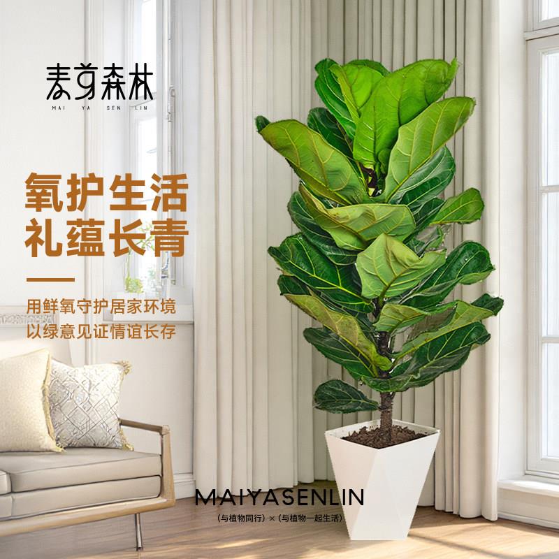 80-100CM大叶琴叶榕老桩中大型绿植室内客厅盆栽北欧风