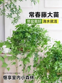 四季常春藤绿植盆栽水培植物室内净化空气吸甲醛，吊兰爬藤好养花卉