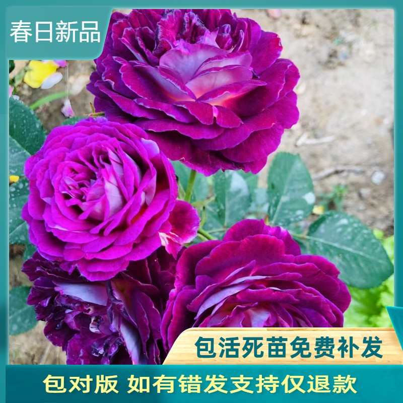 哈德斯菲尔德合唱团 月季花苗大花浓香多变色灌木丰花院阳台盆栽