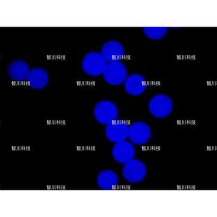 聚乳酸荧光微球（）聚乳酸-羟基乙酸()荧光微球