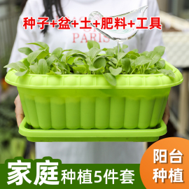 家庭菠菜蔬菜种子籽阳台栽四季香菜种植盆白菜生菜葱种韭菜鸡毛菜