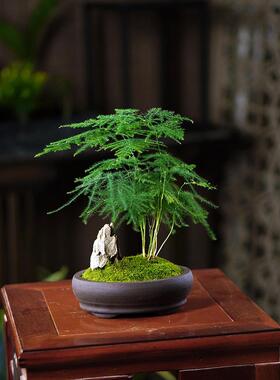 迷你好文竹盆景带假山桌室内耐阴养书客厅办公桌茶室房fy752000面