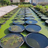 加厚大号水产养殖圆盆 700L睡莲无孔塑料盆 荷花专用盆塑料 100L
