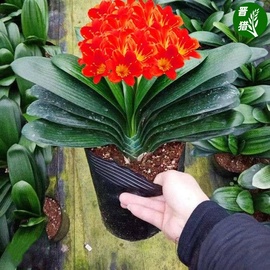 四季君子兰盆栽带花苞老苗大小苗花卉植物室内花绿好植养圆头和尚