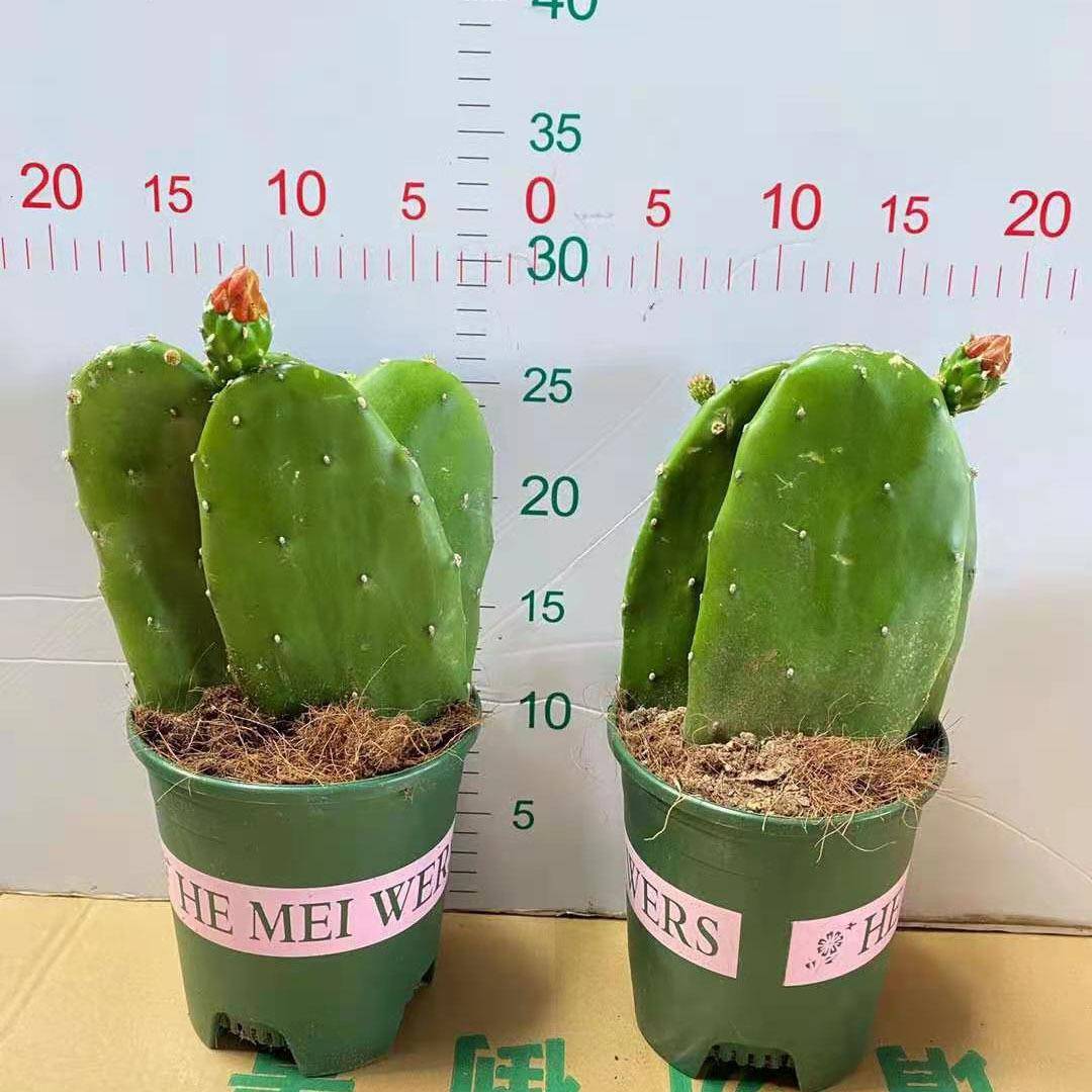 基地直销室内外多肉植物仙人掌盆栽 居家花卉绿植 开花仙人掌