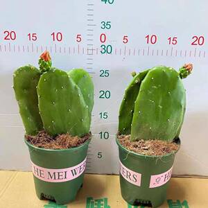 基地直销室内外多肉植物仙人掌盆栽 居家花卉绿植 开花仙人掌