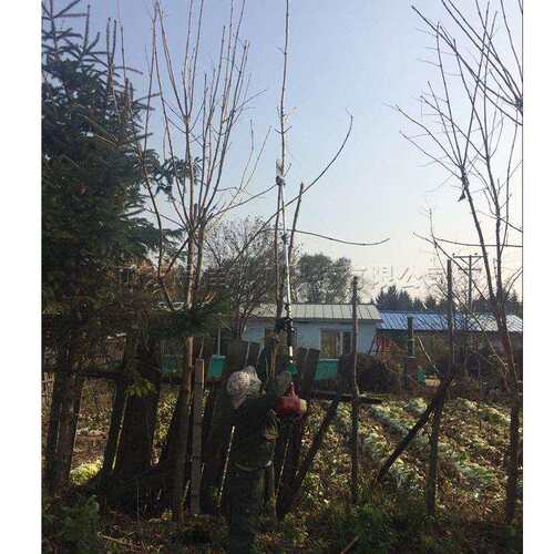 汽油高枝剪 背负式二冲程果树修枝剪 小型园林绿植冬青割灌机