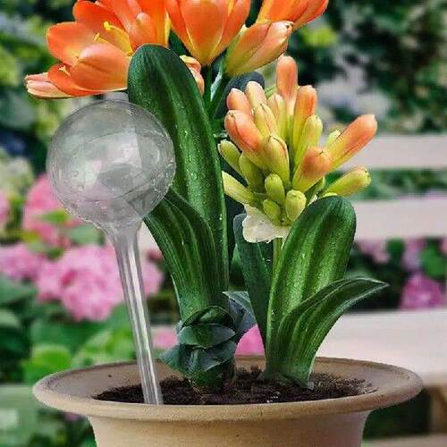 Watering Balls For Indoor Plants Self Watering Clear