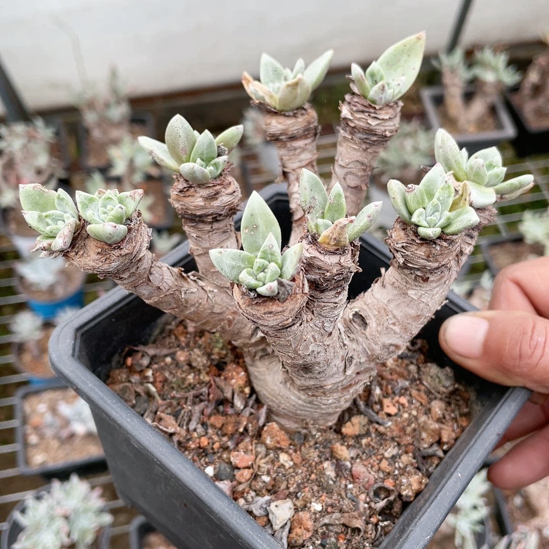 多肉植物仙女杯苹果叶