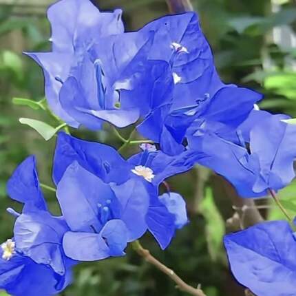 新疆包邮新品种蓝色妖妪三角梅绿植袋苗花卉阳台庭院楼顶四季勤开