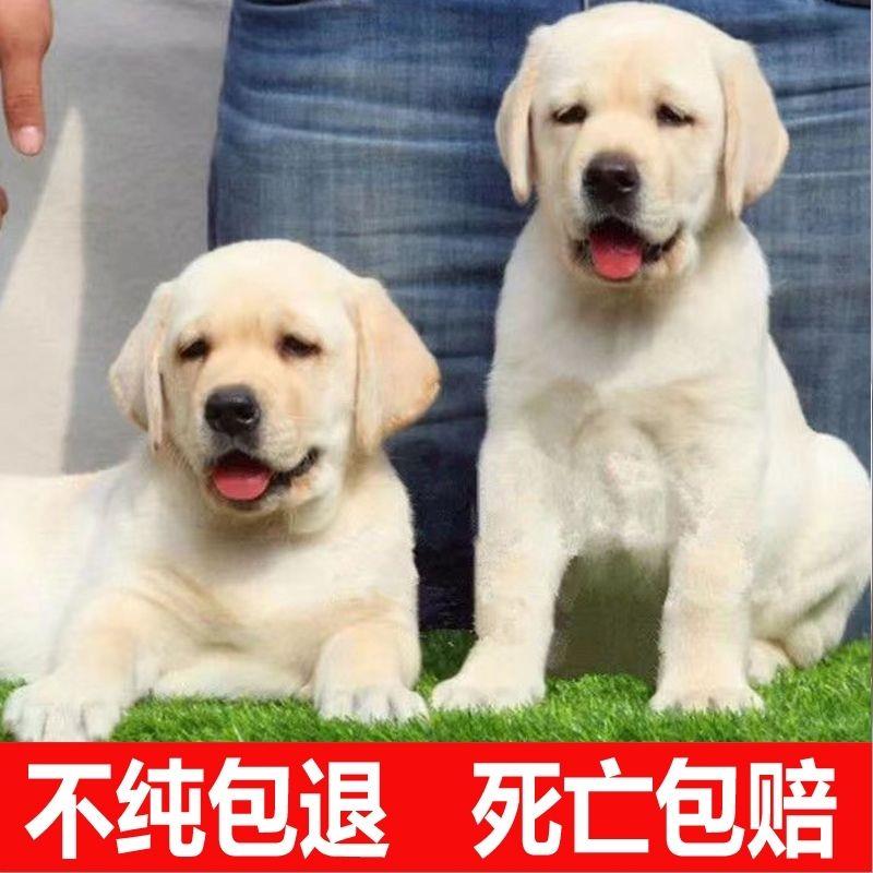 纯种导盲犬拉布拉多幼犬