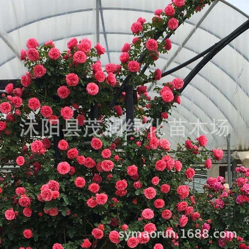 庭院地栽藤本月季花爬藤阳台盆栽四季多花蔷薇粉龙大游行廊架绿化