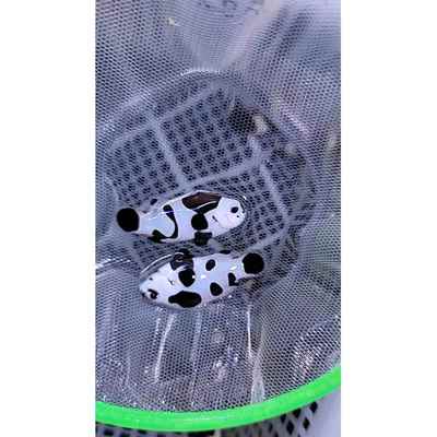 海水观赏鱼活体小丑鱼全品熊猫奥黑金透红活泼健康皮实人工繁殖