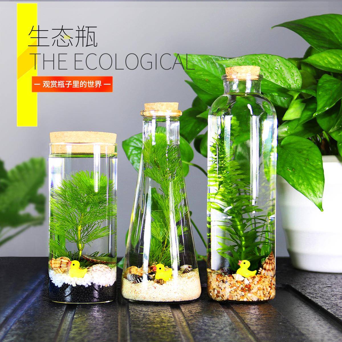 生态瓶微景观免换水斗鱼瓶生态鱼瓶生态鱼缸迷你缸DIY造景摆件