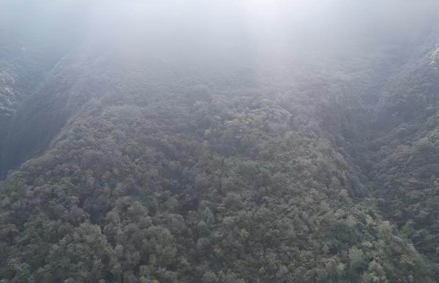 优质林业资产转让：北川羌族自治县某镇约7000亩林权项目｜政策扶持｜基础设施完善｜剩余年限33年