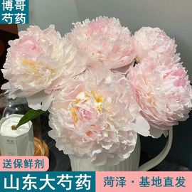 羞涩女王5支 博哥重瓣鲜切花菏泽基地直发