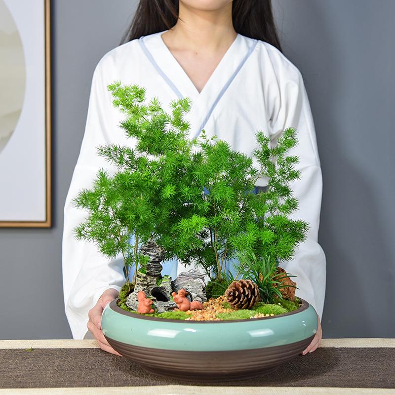清居水培蓬莱松室内盆栽植物大盆景绿植装饰摆件