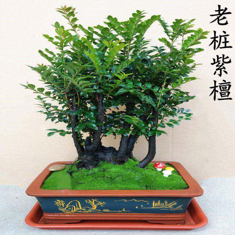 名贵小叶紫檀盆景树桩客厅室内老桩植物花卉四季常青带盆栽好包邮