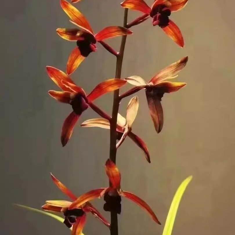 贵州蕙兰传奇兰花苗红素老种高档名品名贵兰草浓香型花卉国兰盆栽