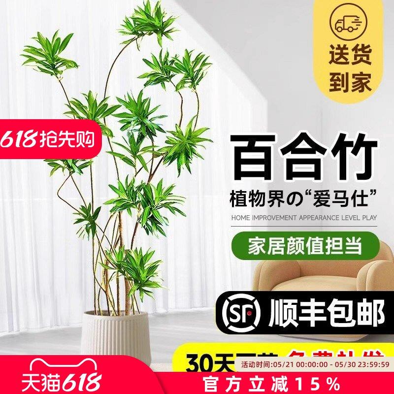 百合竹客厅造型绿植室内大型落地式大盆栽办公室四季常青真花植物
